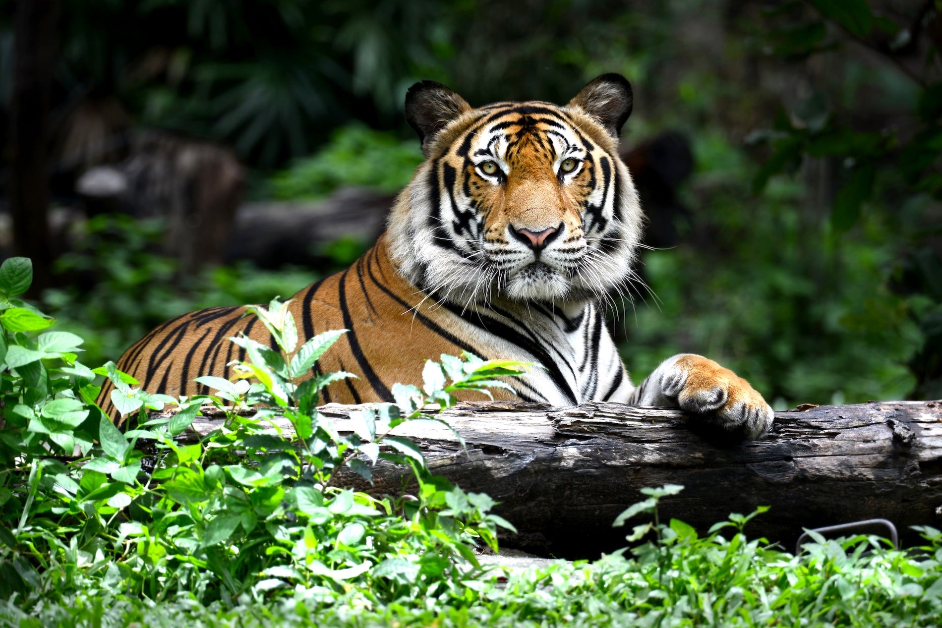 Tiger Front View Photograph