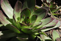 Hens and Chicks 