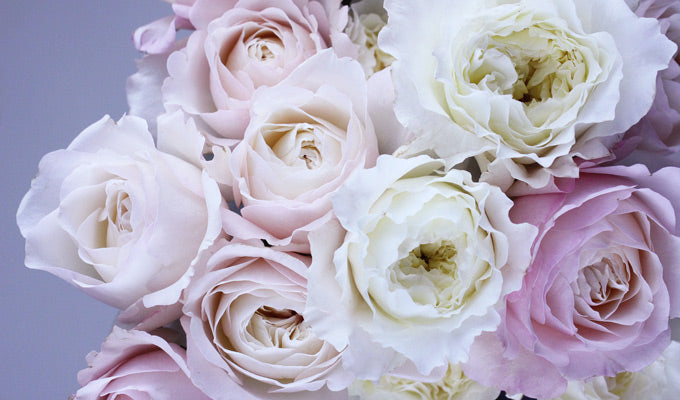 White and pink flowers