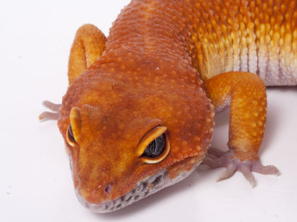 Tango Crush Tangerine Leopard Geckos for Sale | Gecko Daddy