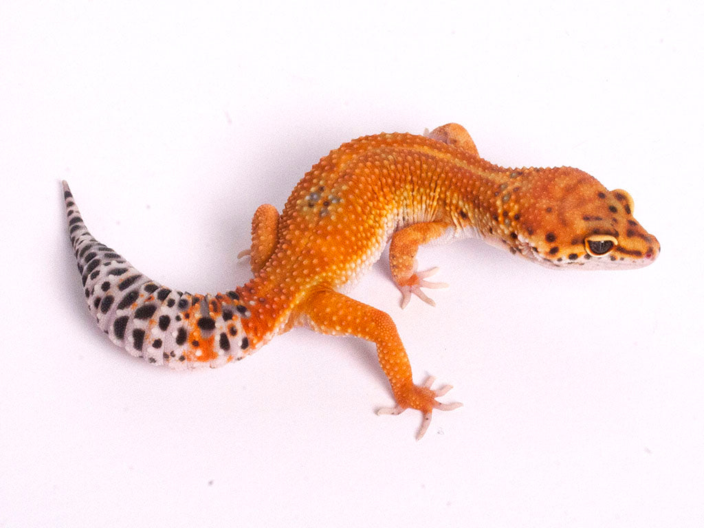 tornado tangerine leopard gecko