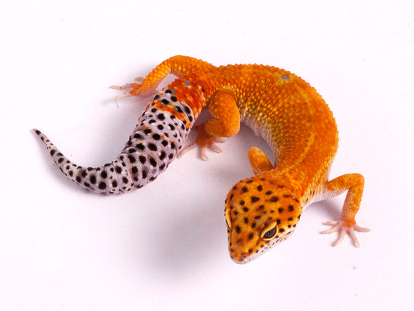 extreme tangerine leopard gecko