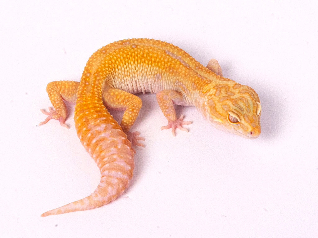 tremper tangerine leopard gecko bred with