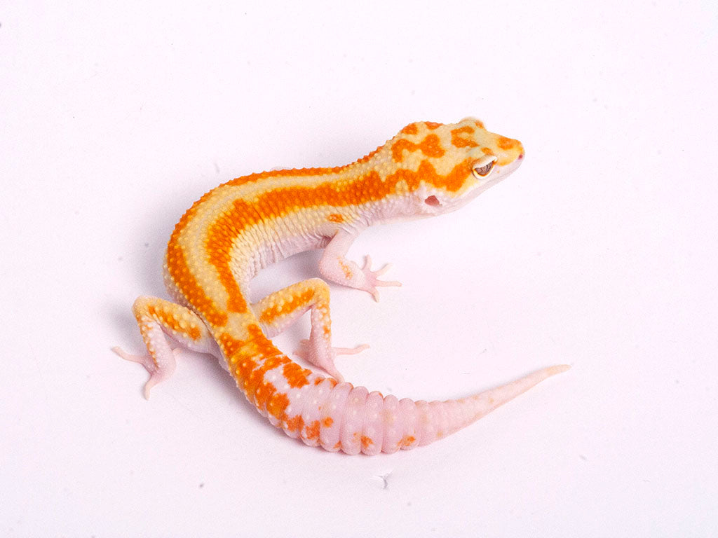tremper tangerine leopard gecko bred with