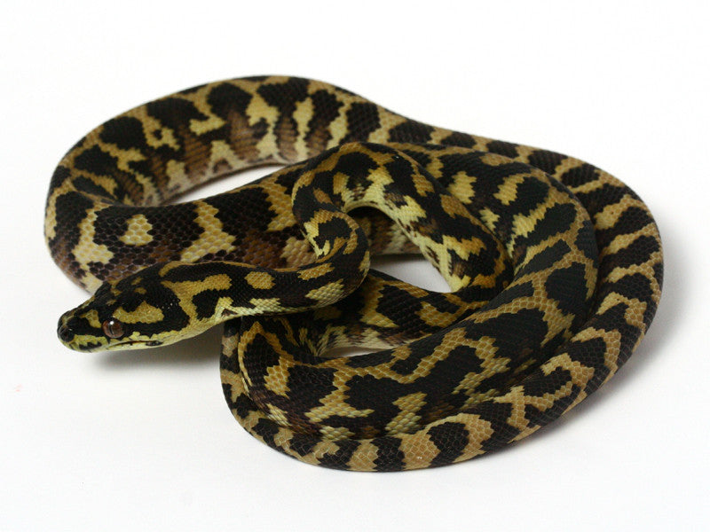 Irian Jaya Sibling Jaguar Carpet Python _2012_male1 | Gecko Daddy