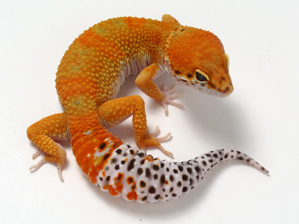 tangerine color morph gecko