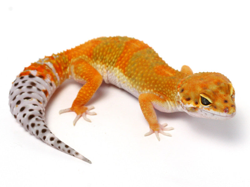 emerine tangerine leopard gecko