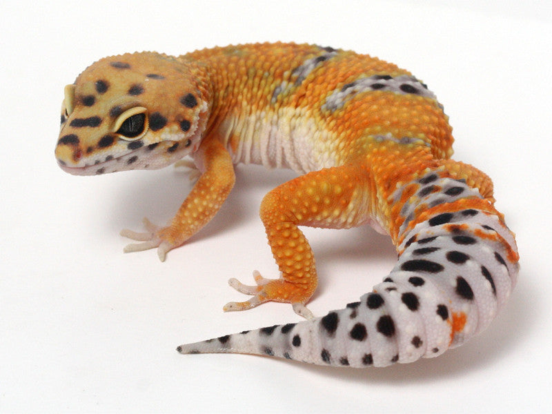 tangerine leopard gecko before and after