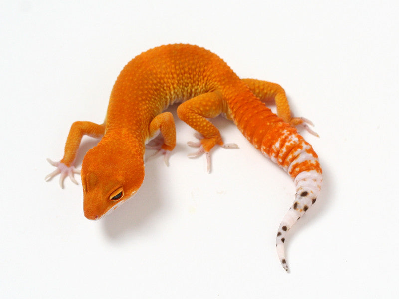 Green & Tangerine - Leopard Gecko Traits - Morphpedia