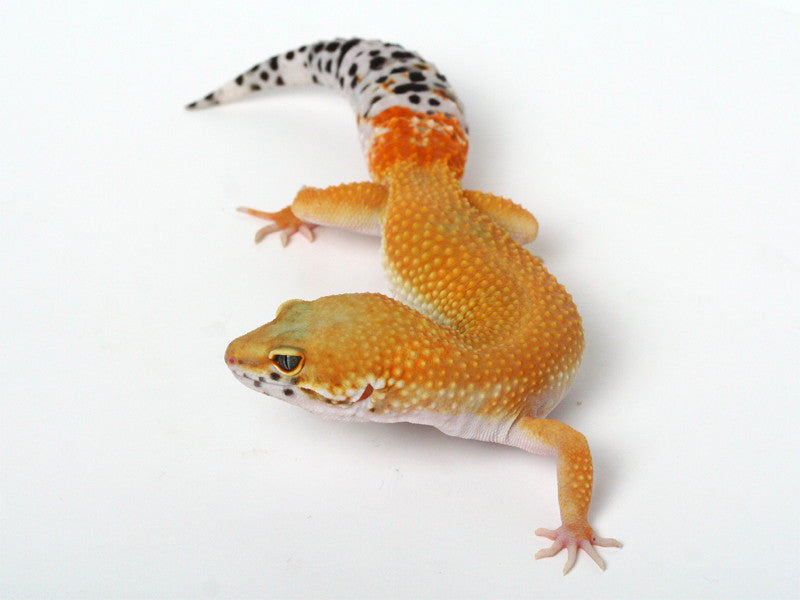 purple tangerine leopard gecko