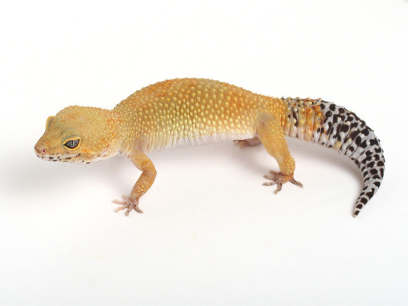 tangerine leopard gecko breeders