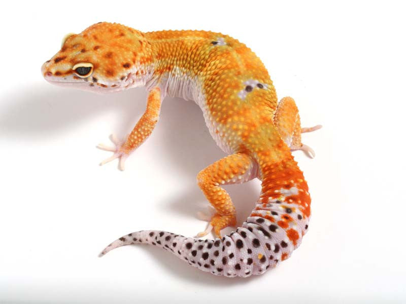 tangerine leopard gecko before and after