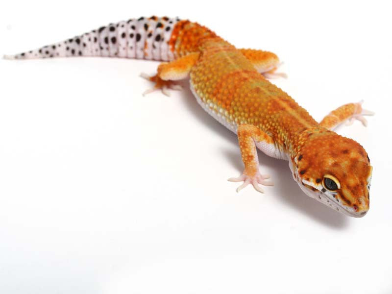 tangerine leopard gecko adult