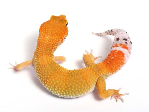 lavender tangerine leopard gecko