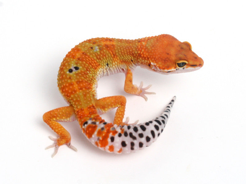 Tangerine Leopard Gecko - 062113B - male | Gecko Daddy