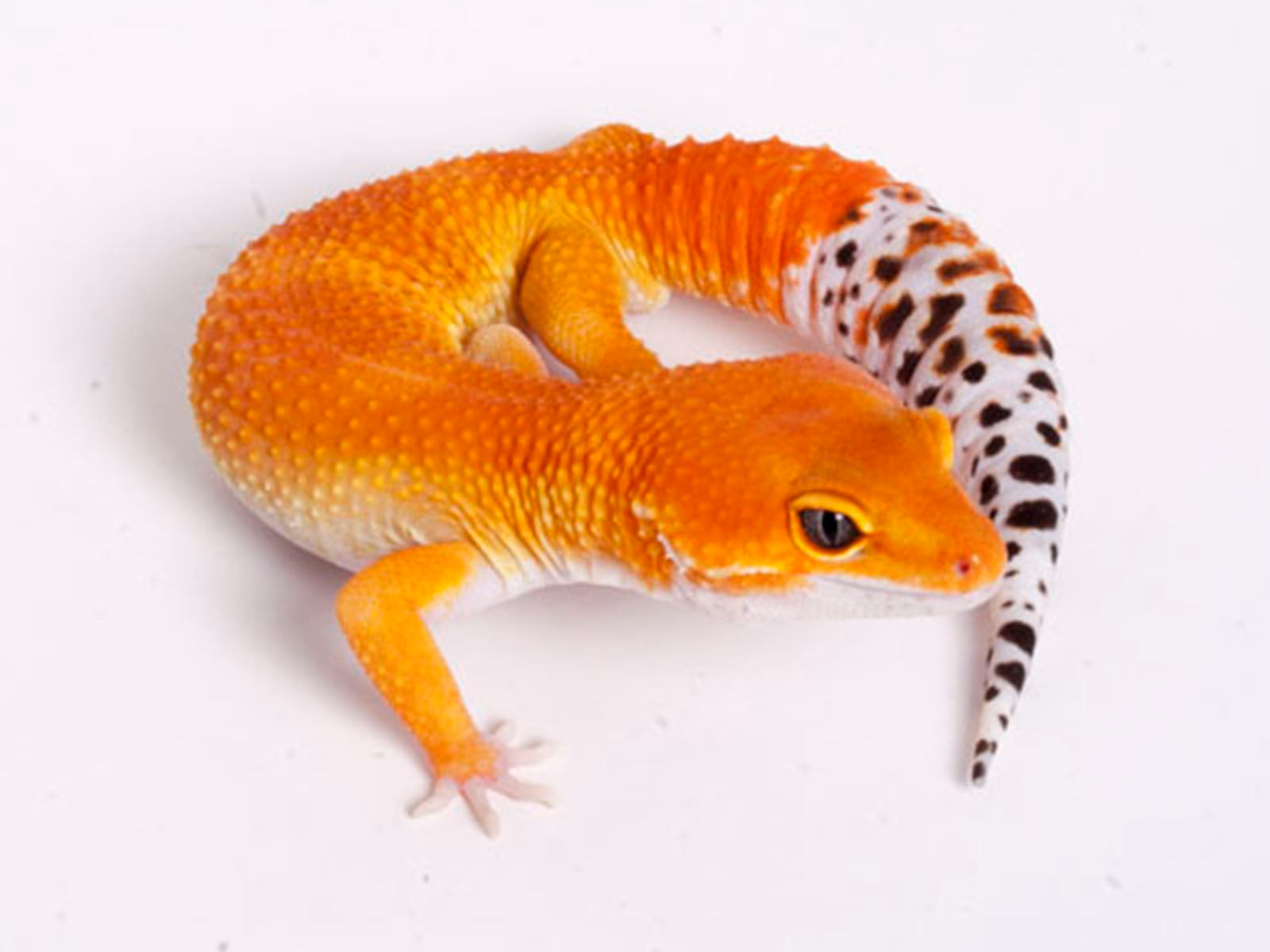 purple tangerine leopard gecko