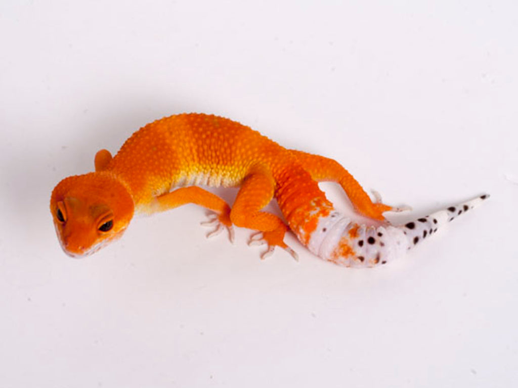 tangerine leopard gecko