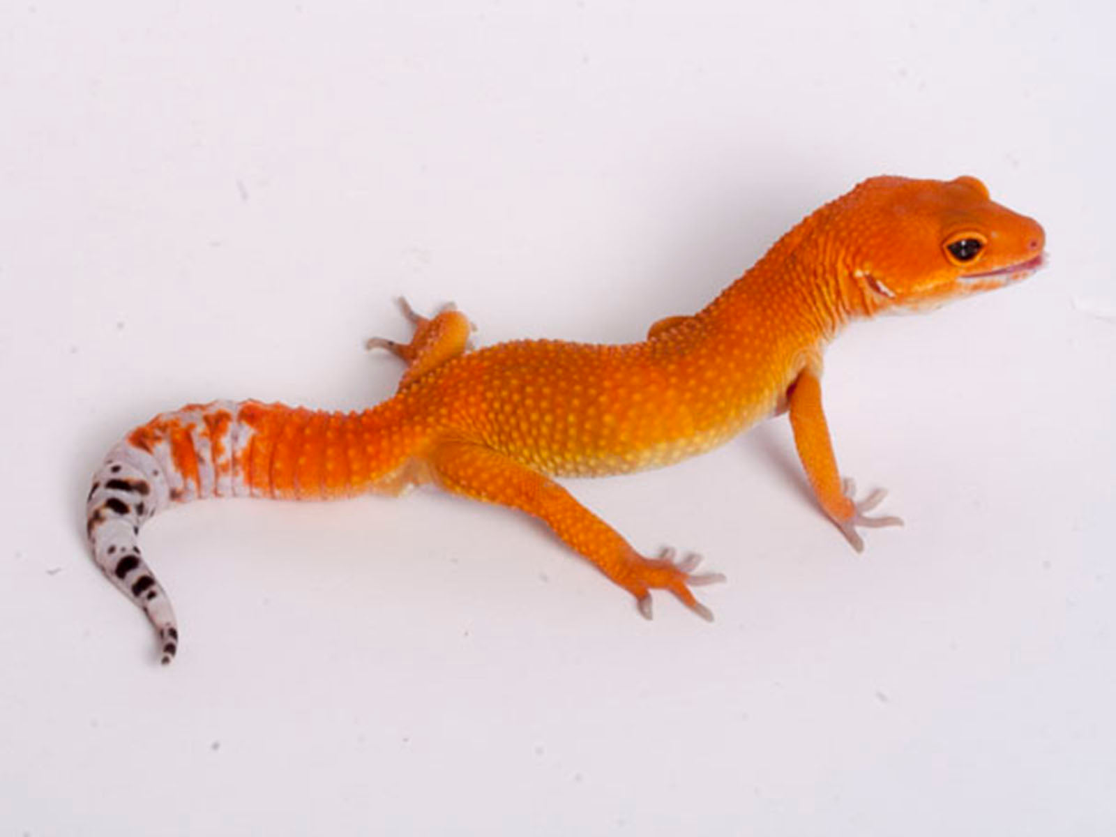 tornado tangerine leopard gecko