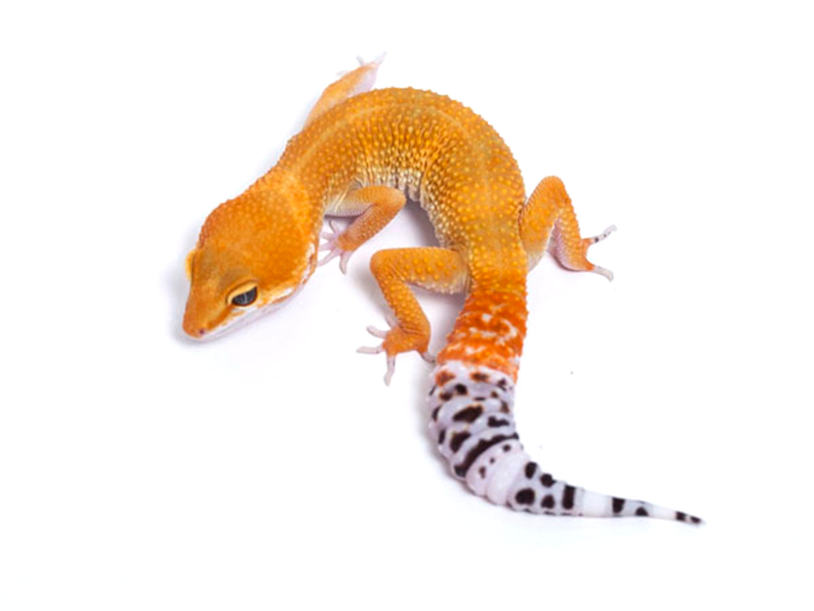 tangerine leopard gecko adult