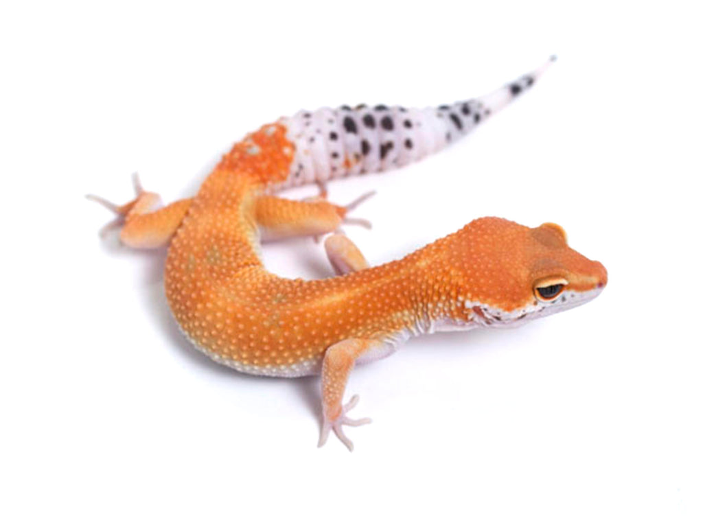 tangerine leopard gecko before and after