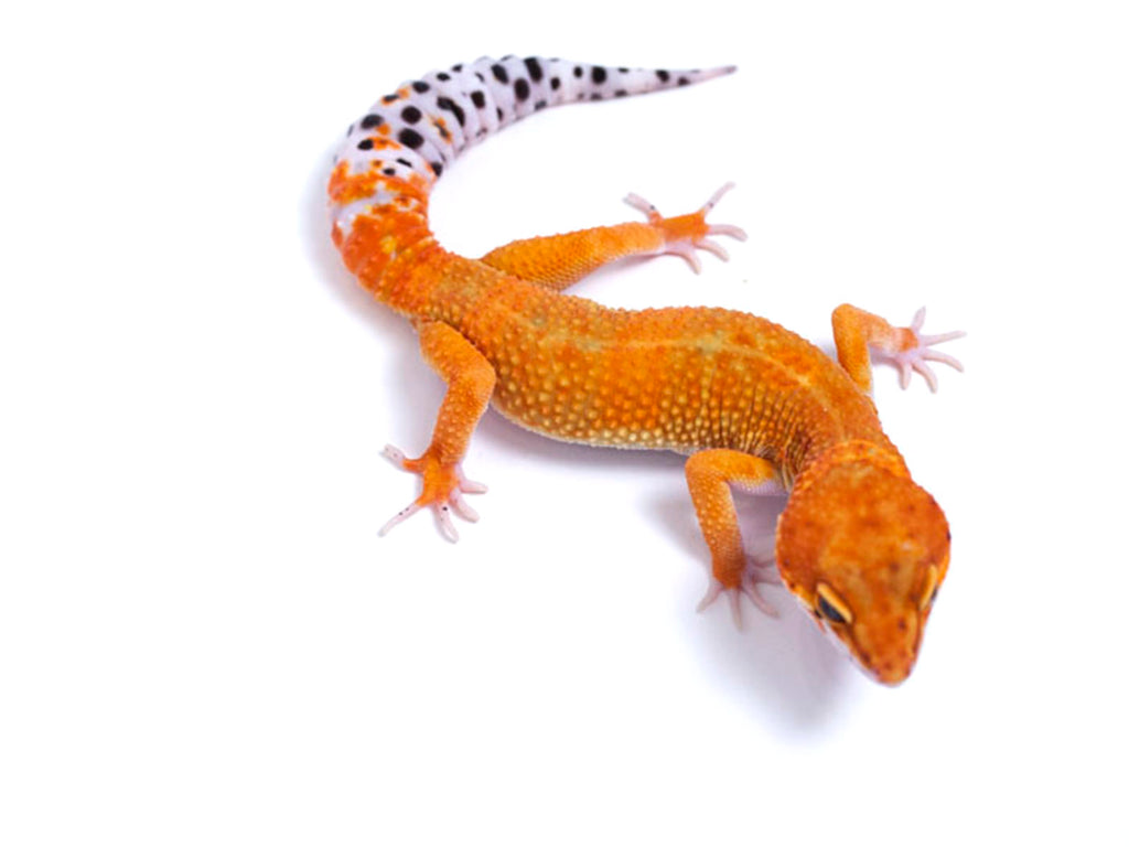 tornado tangerine leopard gecko