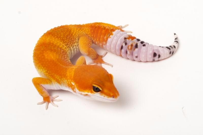 emerine tangerine leopard gecko
