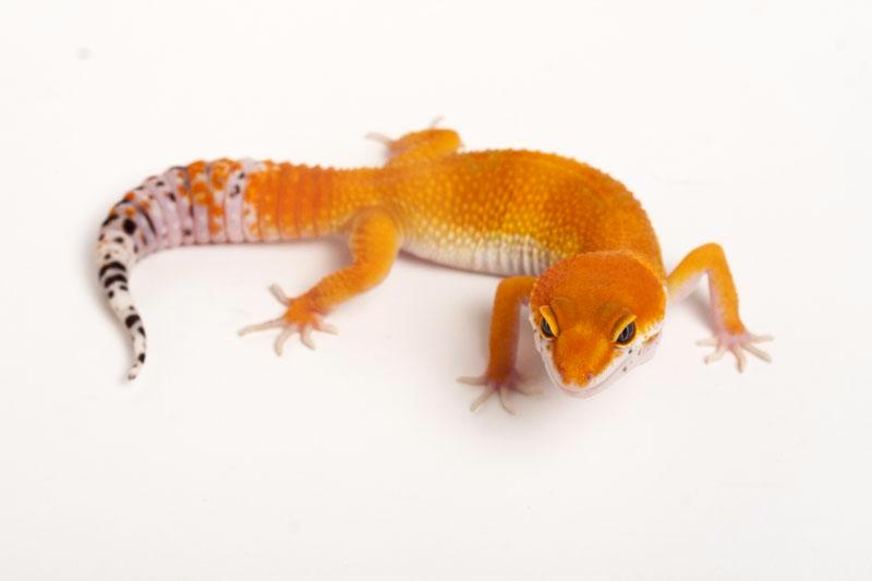 emerine tangerine leopard gecko