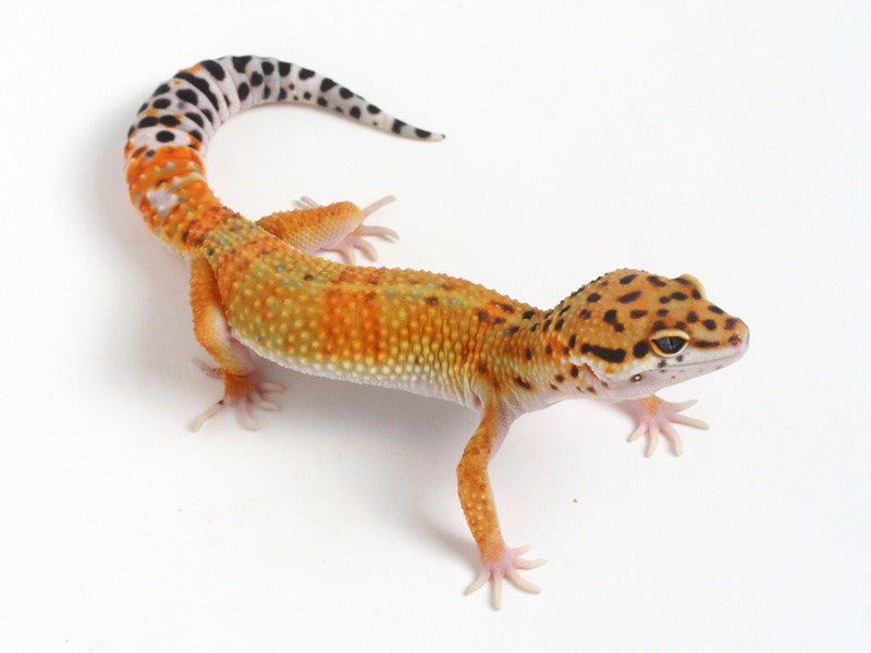 Tangerine Leopard Gecko - 082313b - male | Gecko Daddy