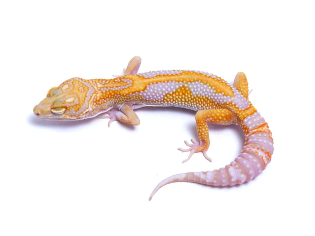 tremper tangerine leopard gecko bred with