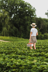 bare root strawberry plants available