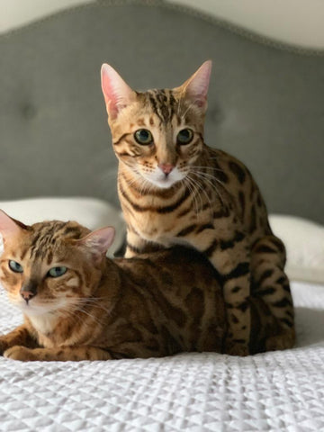 Previous Kittens - Bengal Cats for sale near me - Brown, Silver & Snow ...