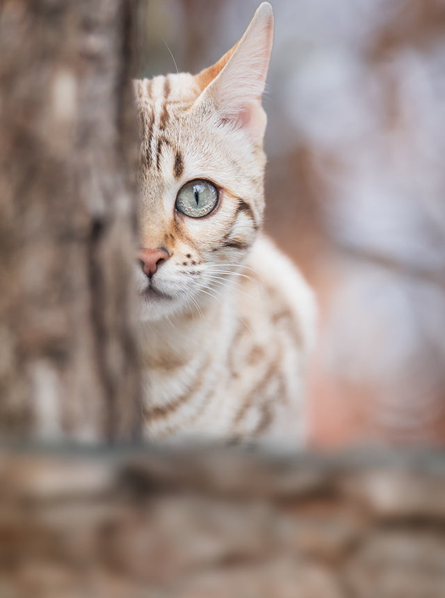 white snow bengal cat