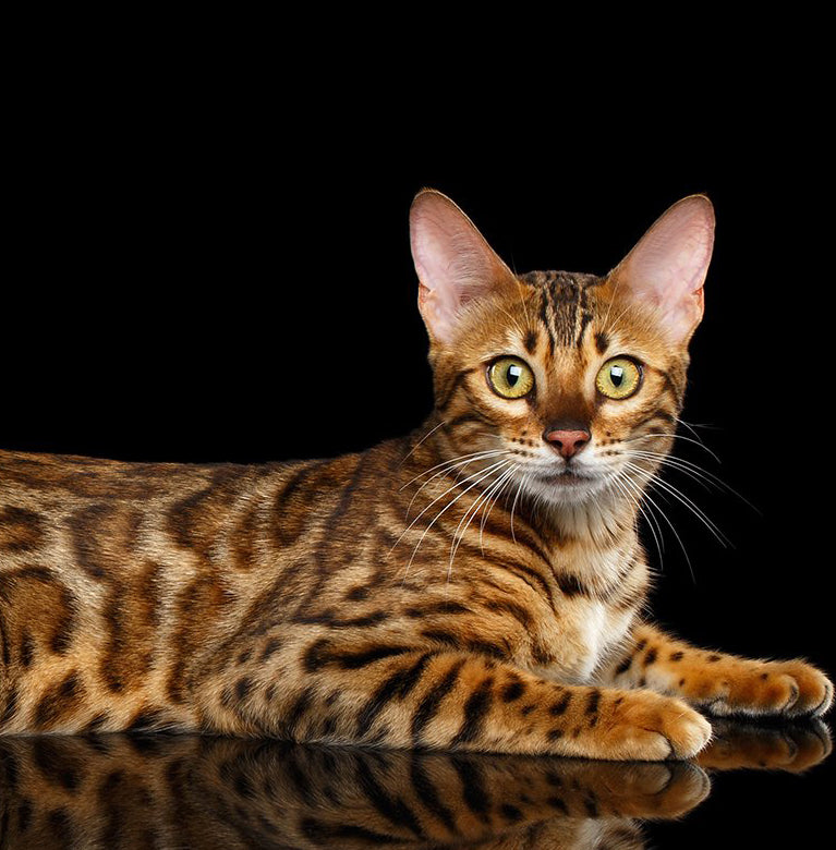 royal bengal cat price