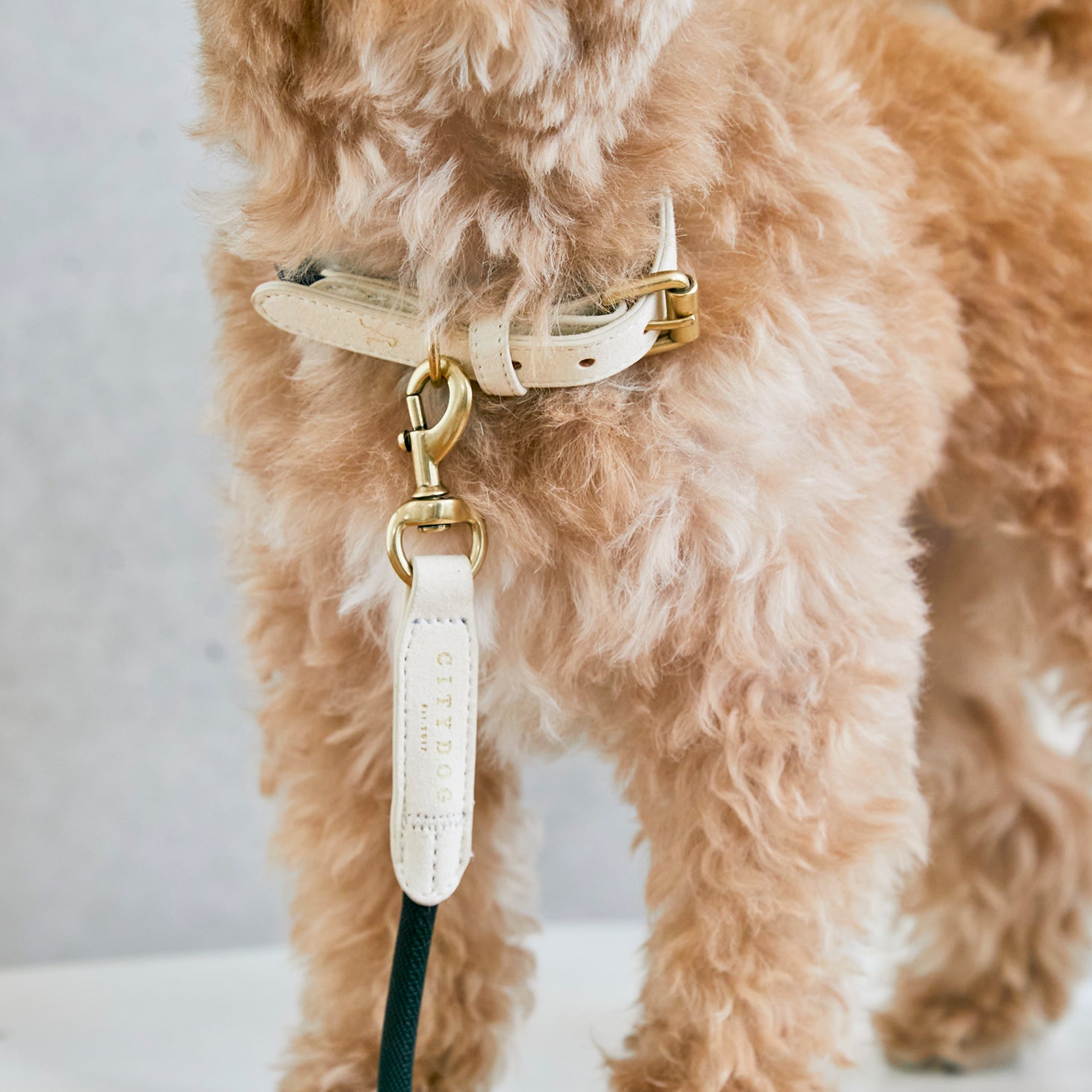 犬用 シティーロープリード Citydog シティドッグ City Rope Leash