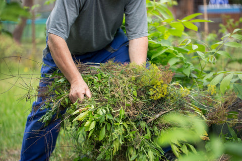 person picking up dead plants