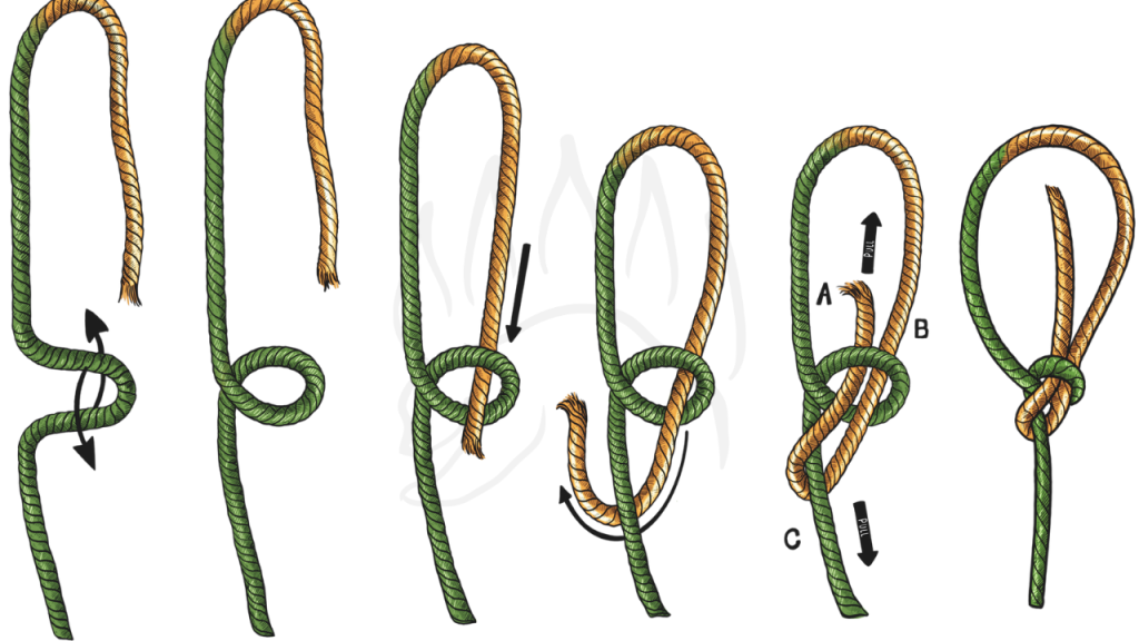 An illustration of the bowline knot