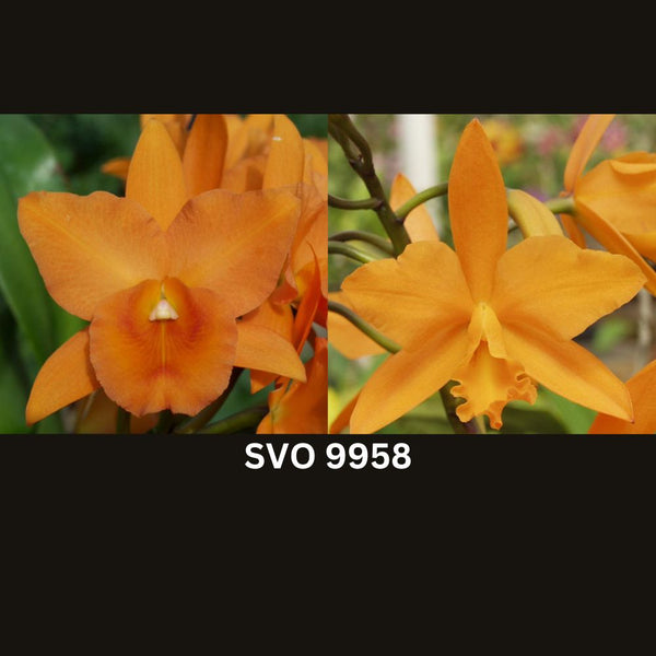 Ovillo Lana 100% Orquídea 100grs – Laturquesastore