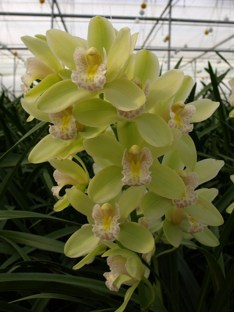 Cymbidium Orchid Cym Dolly Lin Ice 1 In A 125mm Pot Barrita Orchids 