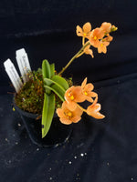 Select Barrita Orchids Sarcochilus INDP/177