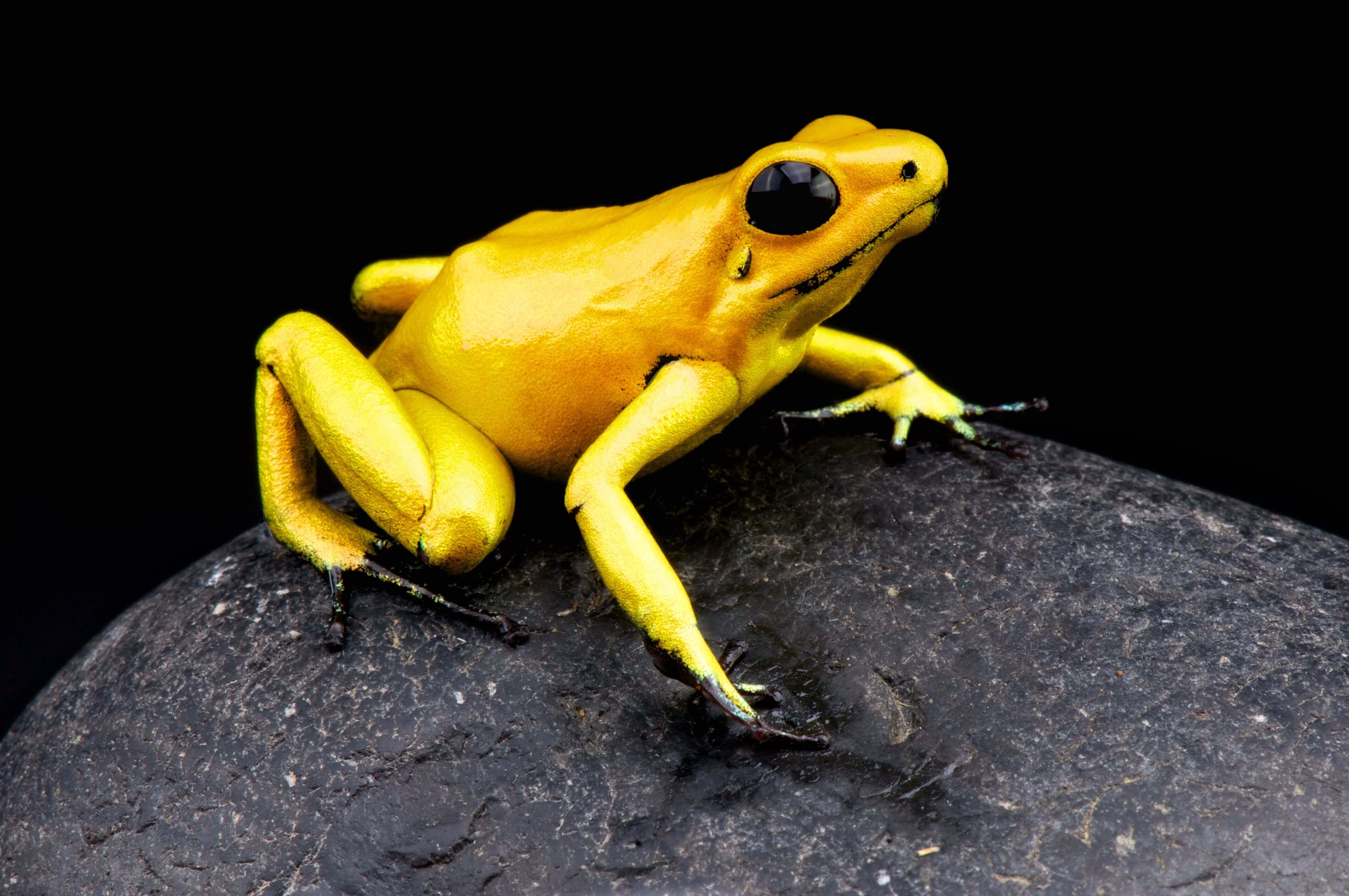 The most poisonous creature in animal kingdom: the Golden Poison Frog
