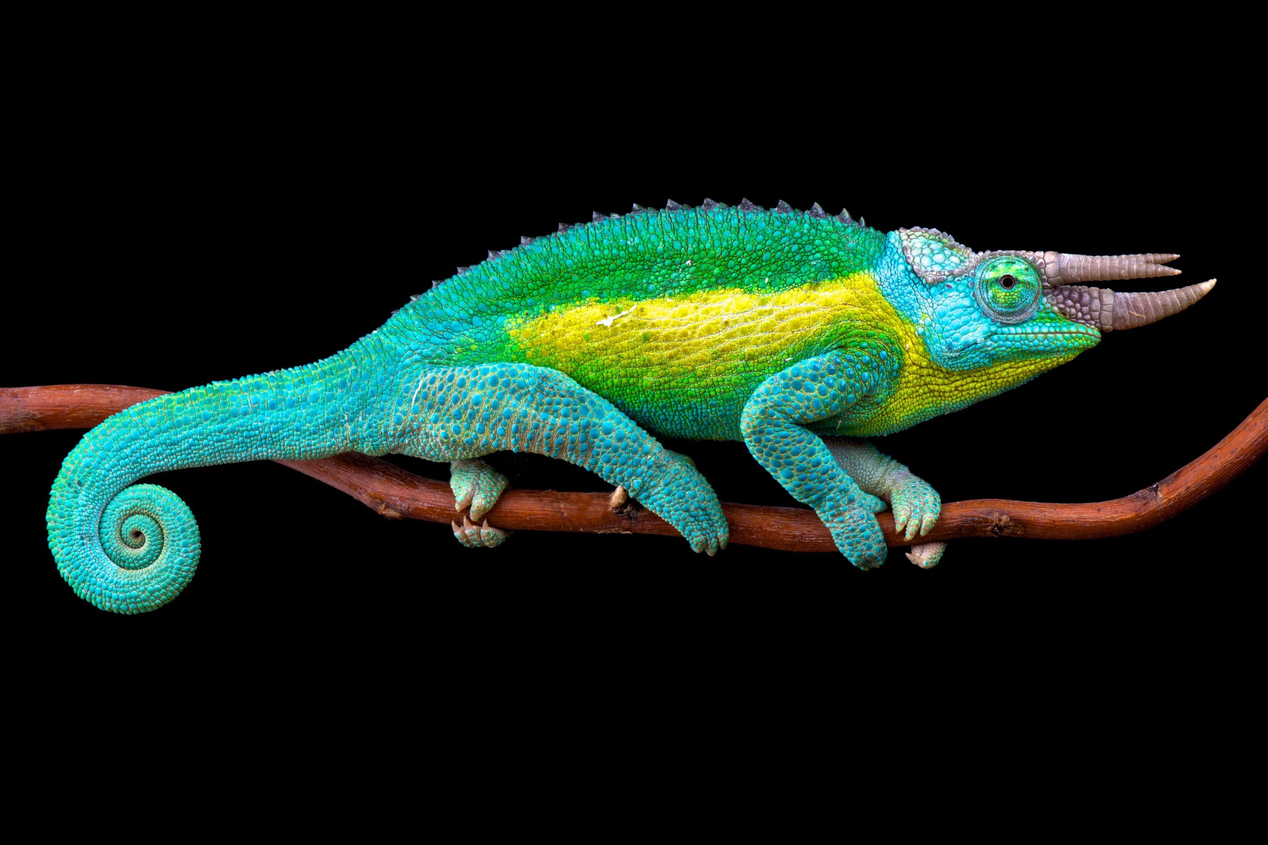A Jackson's Chameleon: the horns are used to duell against rival chameleons.