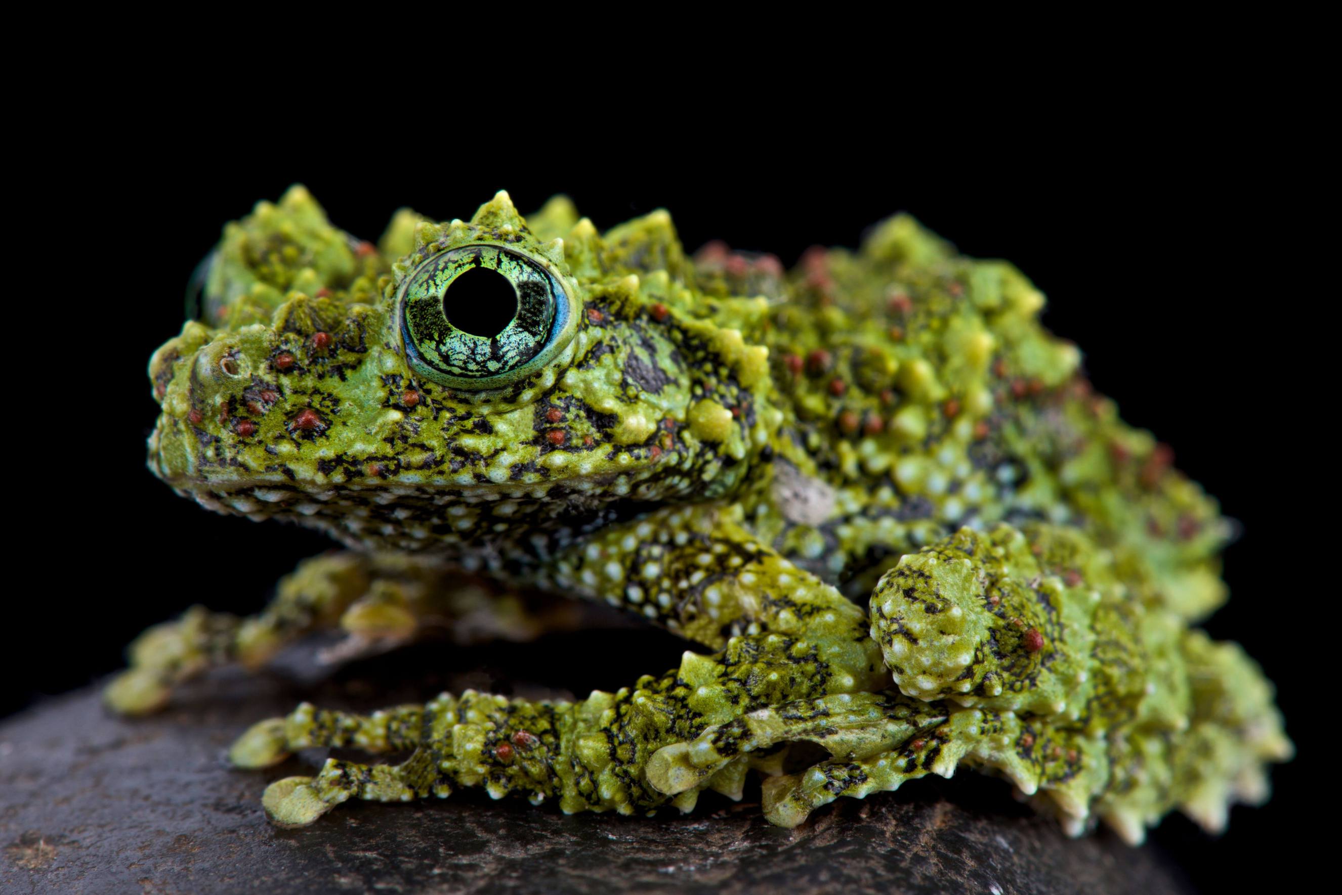 A picture of a Mossy Frog