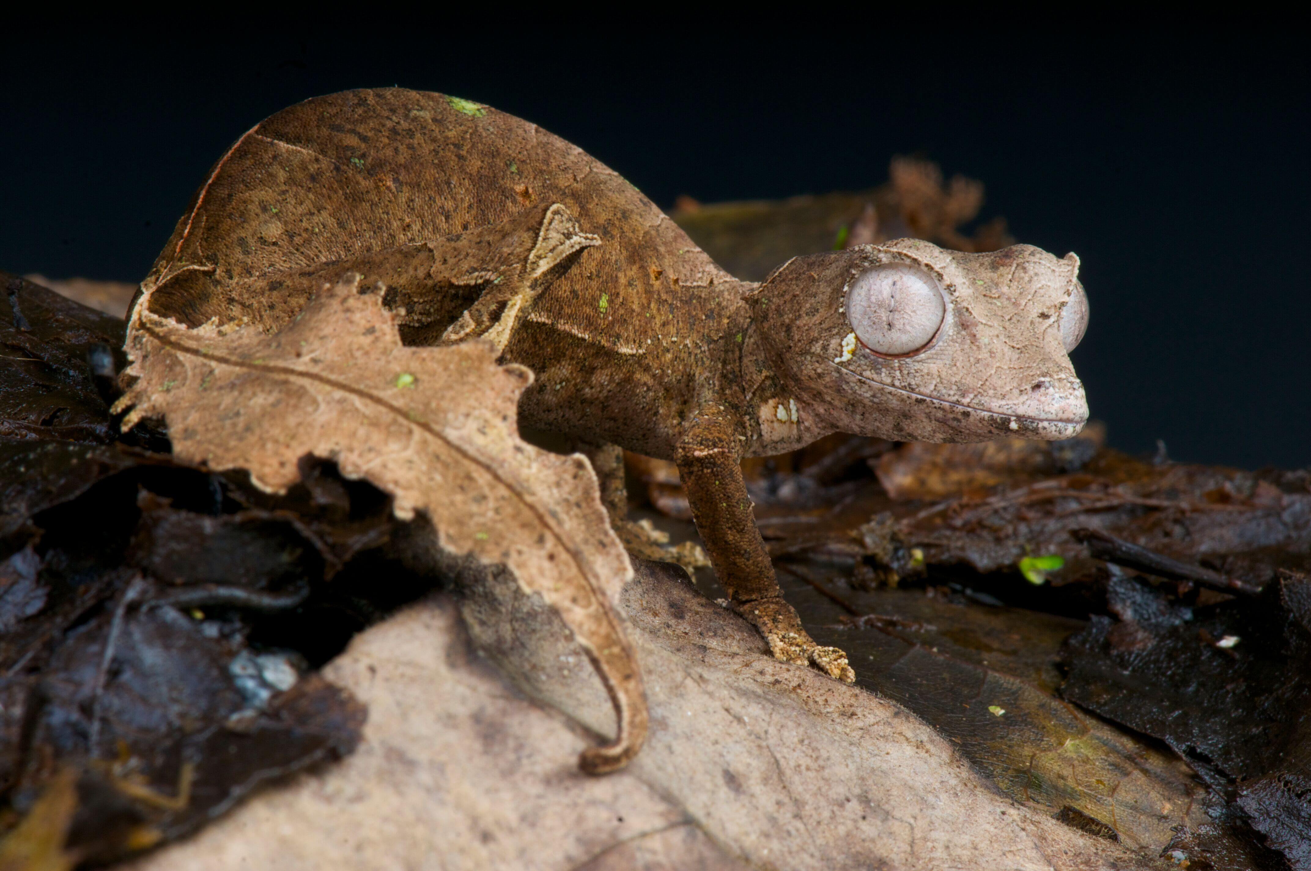 The Satanic Leaf-Tailed Gecko and his wanted beauty
