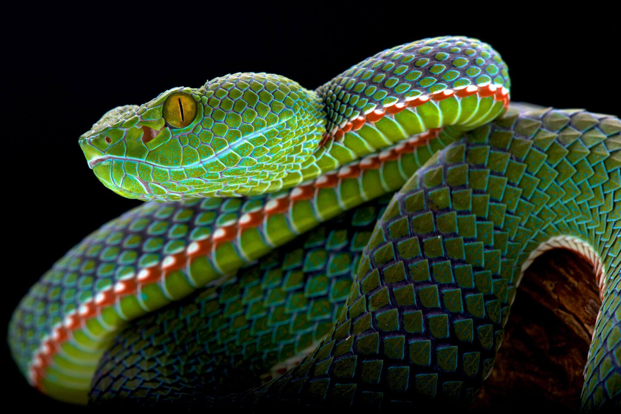 A Siamese Peninsula Pit Viper in his green vest