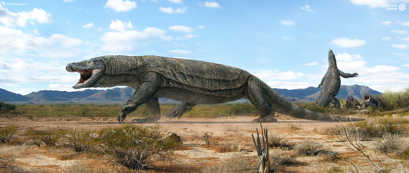 A rappresentation of Megalania