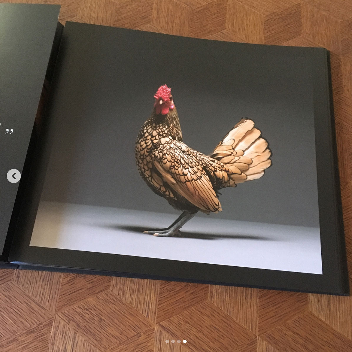Chic!ken, Chicken Kickstarter, Moreno Monti, Matteo Tranchellini, Kickstarter Chicken book, Chicken book
