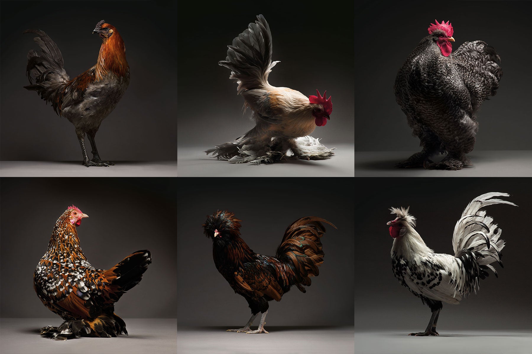 The Chicken Project by Atellani, Matteo Tranchellini and Moreno Monti