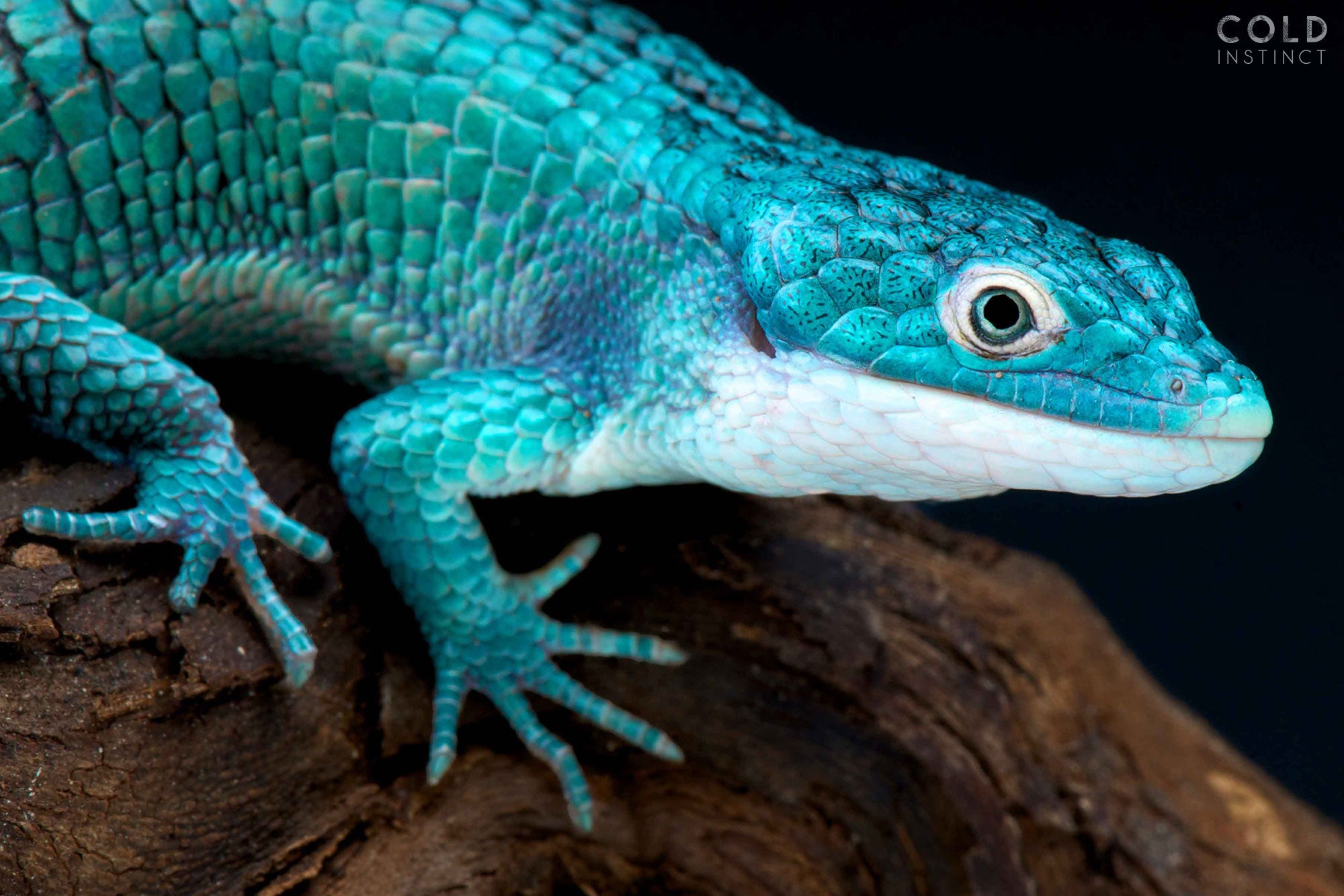 Abronia graminea, ph. Matthijs Kuijpers