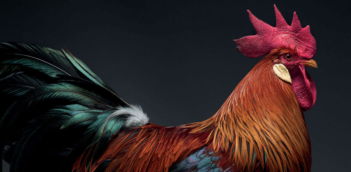 The Chicken Project by Atellani, Matteo Tranchellini and Moreno Monti