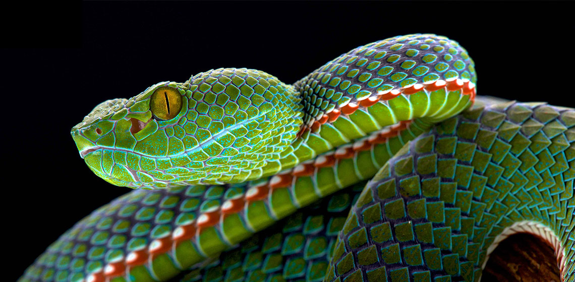 green snake, Matthijs Kuijpers